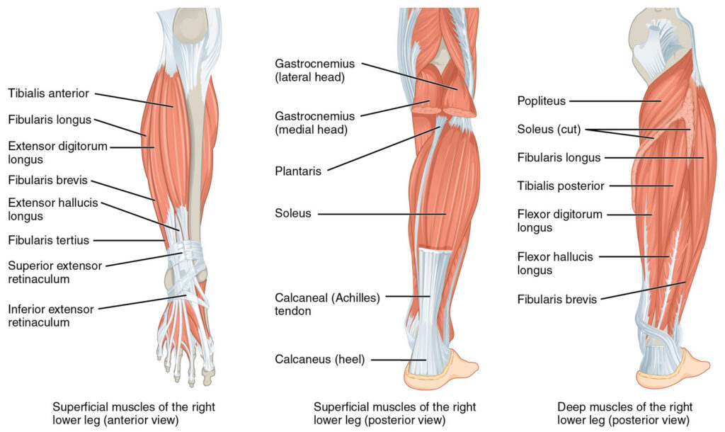 Leg and Knee Exercises: Heel Raise