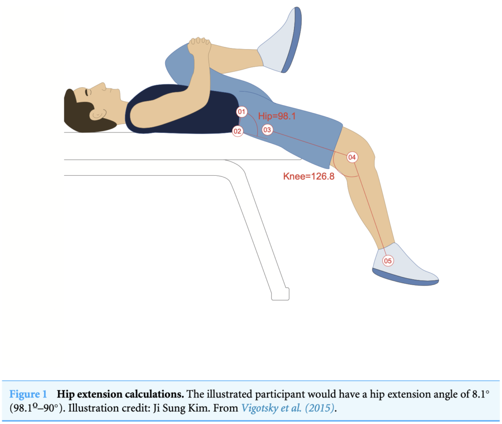 knee and hip flexion and extension